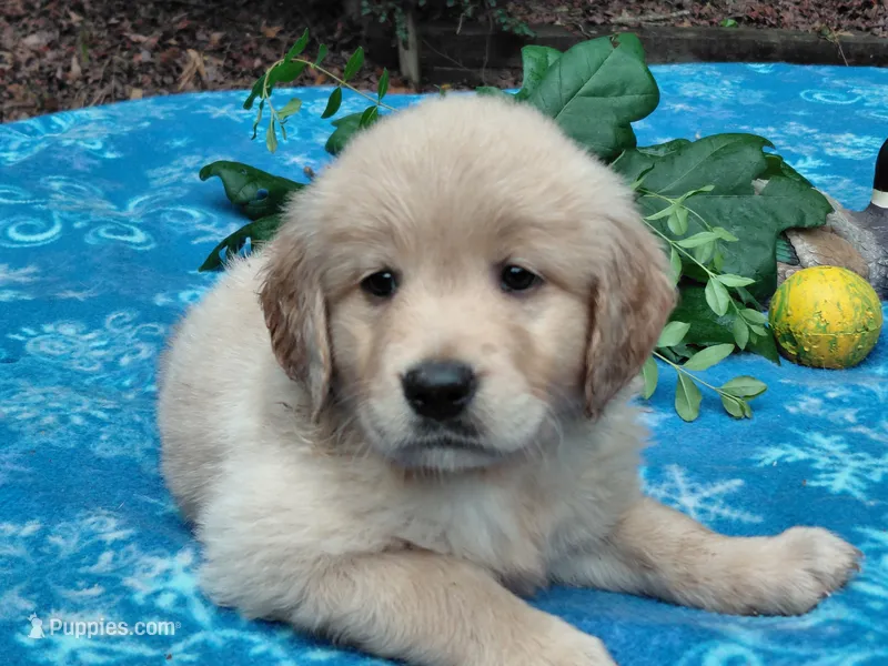 Venus – Golden Retriever puppy for sale in Pittsburg, TX