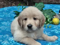 Venus, a female Golden Retriever for sale in Pittsburg, TX – 1 of 8