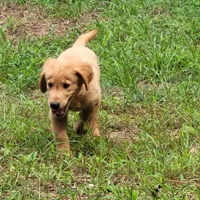 BUDDY, a male Golden Retriever for sale in Pittsburg, TX – Photo 9 of 10