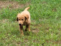BUDDY, a male Golden Retriever for sale in Pittsburg, TX – Photo 9 of 10
