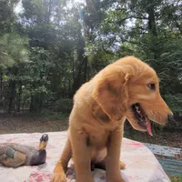 BUDDY, a male Golden Retriever for sale in Pittsburg, TX – Photo 1 of 10