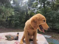 BUDDY, a male Golden Retriever for sale in Pittsburg, TX – Photo 1 of 10