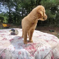 BUDDY, a male Golden Retriever for sale in Pittsburg, TX – Photo 6 of 10