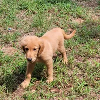 BUDDY, a male Golden Retriever for sale in Pittsburg, TX – Photo 8 of 10