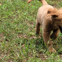 BUDDY, a male Golden Retriever for sale in Pittsburg, TX – Photo 10 of 10