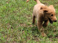 BUDDY, a male Golden Retriever for sale in Pittsburg, TX – Photo 10 of 10