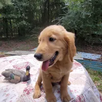 BUDDY, a male Golden Retriever for sale in Pittsburg, TX – Photo 2 of 10