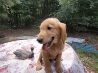 BUDDY, a male Golden Retriever for sale in Pittsburg, TX – Photo 2 of 10