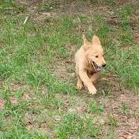 BUDDY, a male Golden Retriever for sale in Pittsburg, TX – Photo 5 of 10