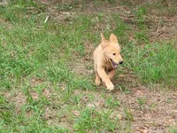 BUDDY, a male Golden Retriever for sale in Pittsburg, TX – Photo 5 of 10