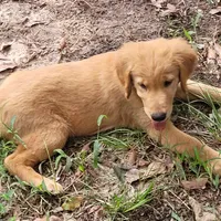 BUDDY, a male Golden Retriever for sale in Pittsburg, TX – Photo 3 of 10