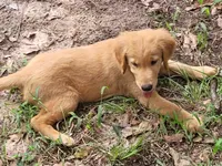 BUDDY, a male Golden Retriever for sale in Pittsburg, TX – Photo 3 of 10