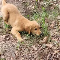BUDDY, a male Golden Retriever for sale in Pittsburg, TX – Photo 4 of 10