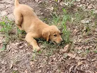 BUDDY, a male Golden Retriever for sale in Pittsburg, TX – Photo 4 of 10