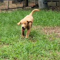 BUDDY, a male Golden Retriever for sale in Pittsburg, TX – Photo 7 of 10