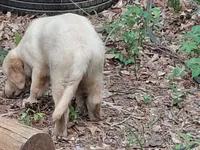 ALUS, a male Golden Cocker Retriever for sale in Pittsburg, TX – Photo 8 of 10