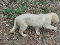 ALUS, a male Golden Cocker Retriever for sale in Pittsburg, TX – Photo 5 of 10