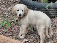 ALUS, a male Golden Cocker Retriever for sale in Pittsburg, TX – Photo 10 of 10