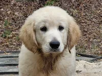 ALUS, a male Golden Cocker Retriever for sale in Pittsburg, TX – Photo 1 of 10