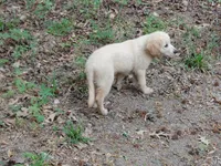 ALUS, a male Golden Cocker Retriever for sale in Pittsburg, TX – Photo 7 of 10