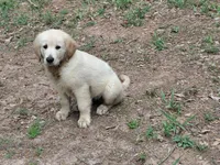 ALUS, a male Golden Cocker Retriever for sale in Pittsburg, TX – Photo 4 of 10