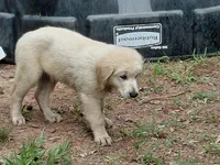 ALUS, a male Golden Cocker Retriever for sale in Pittsburg, TX – Photo 3 of 10