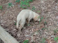 ALUS, a male Golden Cocker Retriever for sale in Pittsburg, TX – Photo 6 of 10