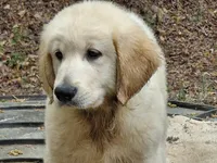 ALUS, a male Golden Cocker Retriever for sale in Pittsburg, TX – Photo 2 of 10