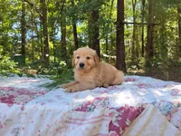 Ares, a male Golden Retriever for sale in Pittsburg, TX – Photo 9 of 9