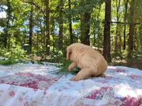 Ares, a male Golden Retriever for sale in Pittsburg, TX – Photo 6 of 9