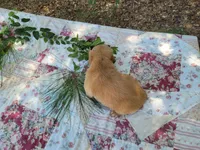 Ares, a male Golden Retriever for sale in Pittsburg, TX – Photo 4 of 9