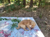 Ares, a male Golden Retriever for sale in Pittsburg, TX – Photo 7 of 9