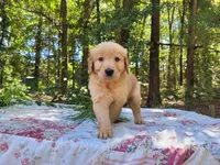 Ares, a male Golden Retriever for sale in Pittsburg, TX – Photo 5 of 9