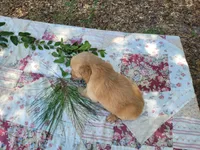 Ares, a male Golden Retriever for sale in Pittsburg, TX – Photo 2 of 9