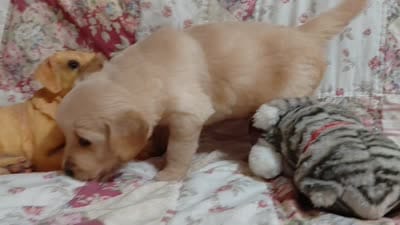 MAX, a male Golden Retriever for sale in Pittsburg, TX – 10 of 10