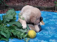 ASHUR, a male Golden Retriever for sale in Pittsburg, TX – 3 of 9