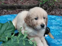 ASHUR, a male Golden Retriever for sale in Pittsburg, TX – 8 of 9
