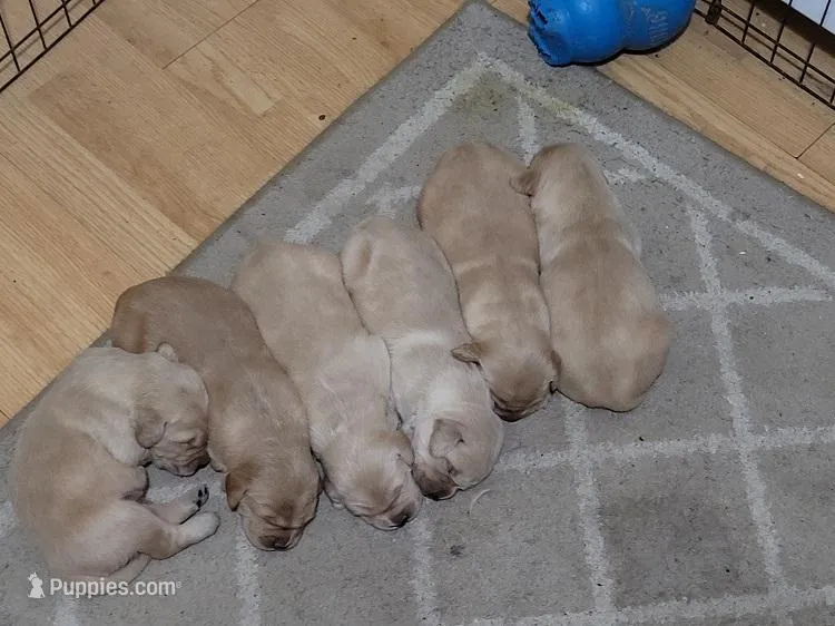 GOLDEN RETRIEVER Puppies Male