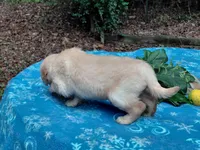 ASHUR, a male Golden Retriever for sale in Pittsburg, TX – 7 of 9