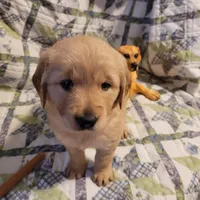 ARES, a male Golden Retriever for sale in Pittsburg, TX – Photo 5 of 10