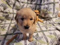 ARES, a male Golden Retriever for sale in Pittsburg, TX – Photo 5 of 10