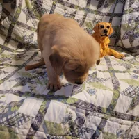 ARES, a male Golden Retriever for sale in Pittsburg, TX – Photo 8 of 10