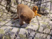 ARES, a male Golden Retriever for sale in Pittsburg, TX – Photo 8 of 10