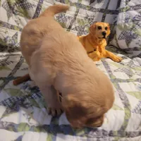 ARES, a male Golden Retriever for sale in Pittsburg, TX – Photo 9 of 10