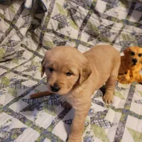 ARES, a male Golden Retriever for sale in Pittsburg, TX – Photo 3 of 10