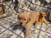 ARES, a male Golden Retriever for sale in Pittsburg, TX – Photo 3 of 10