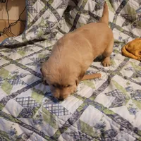 ARES, a male Golden Retriever for sale in Pittsburg, TX – Photo 10 of 10