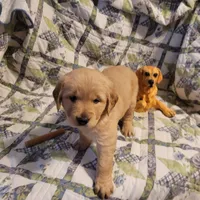 ARES, a male Golden Retriever for sale in Pittsburg, TX – Photo 2 of 10