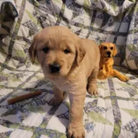 ARES, a male Golden Retriever for sale in Pittsburg, TX – Photo 4 of 10