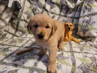 ARES, a male Golden Retriever for sale in Pittsburg, TX – Photo 4 of 10